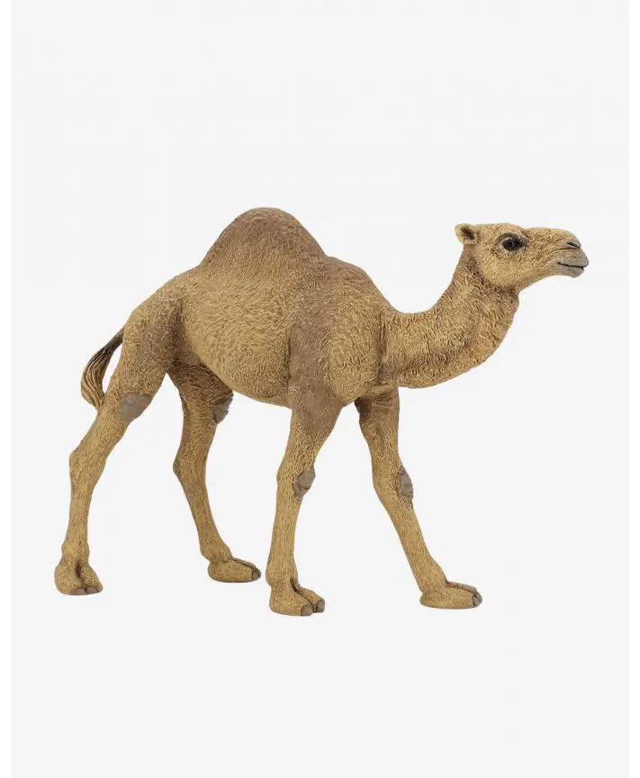 גמל חד דבשת PAPO