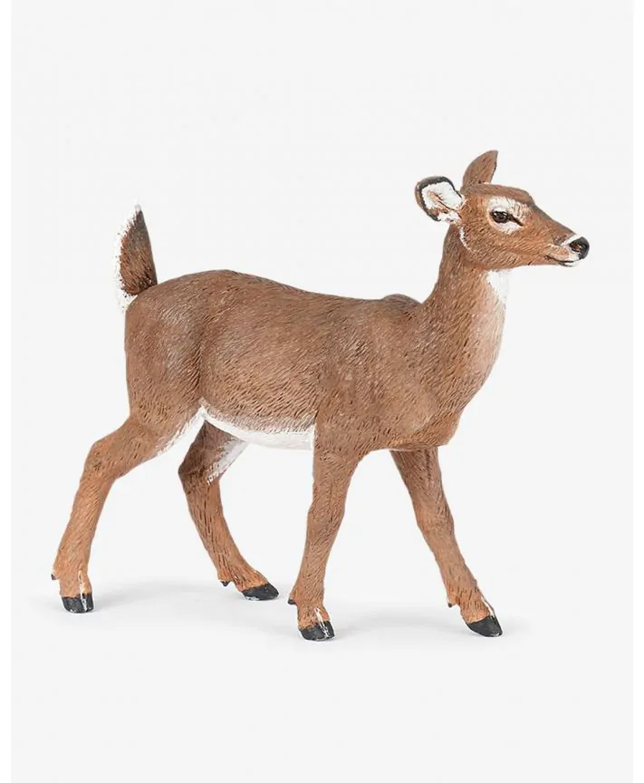 איילה לבנת זנב PAPO