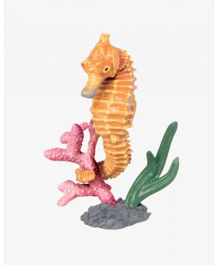 סוסון ים PAPO