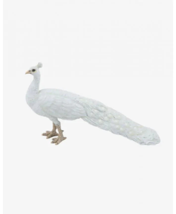 טווס לבן - PAPO