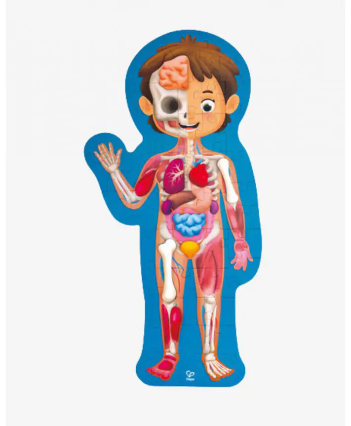 פאזל גוף האדם HAPE